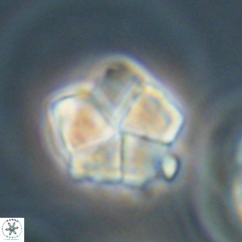 Braarudosphaera bigelowii 67530
