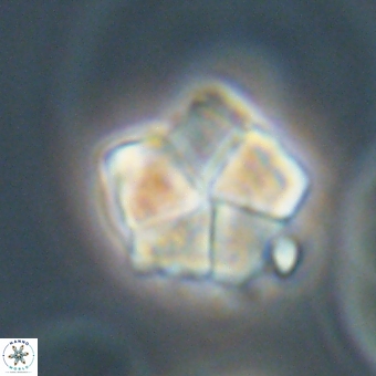 Braarudosphaera bigelowii 67531
