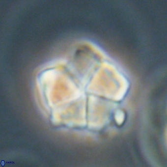 Braarudosphaera bigelowii 67532