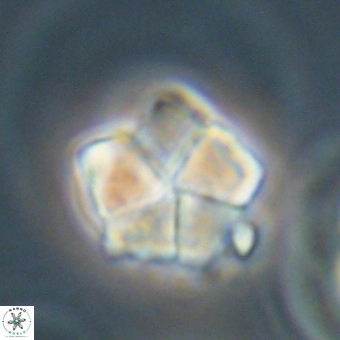 Braarudosphaera bigelowii 67532