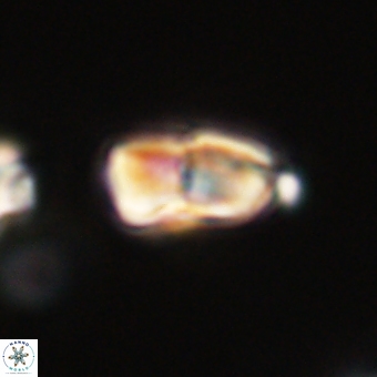 Braarudosphaera bigelowii 67545