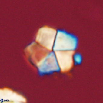 Braarudosphaera bigelowii 67547