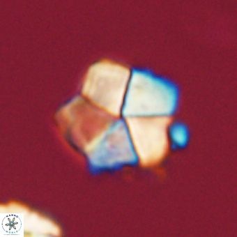 Braarudosphaera bigelowii 67547