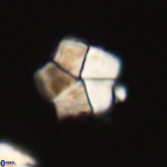 Braarudosphaera bigelowii 67548