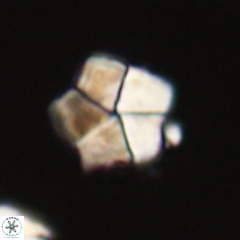 Braarudosphaera bigelowii 67548