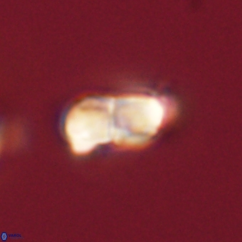 Braarudosphaera bigelowii 67540