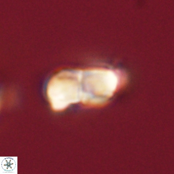 Braarudosphaera bigelowii 67540