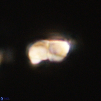 Braarudosphaera bigelowii 67541