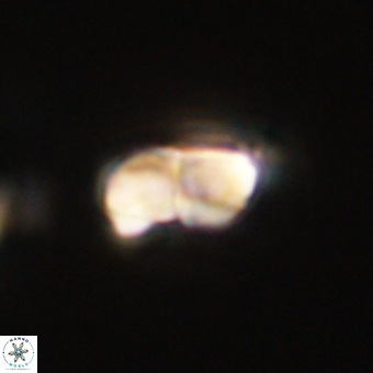 Braarudosphaera bigelowii 67541