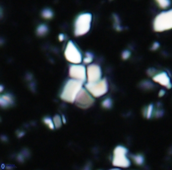 Braarudosphaera distorta 1024