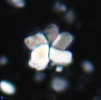 Braarudosphaera distorta 7726