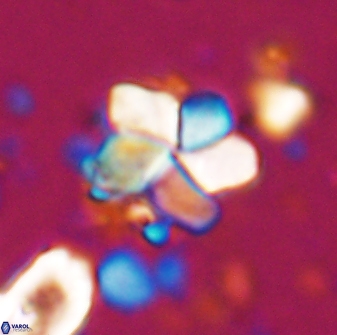 Braarudosphaera distorta 7727