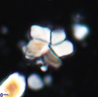 Braarudosphaera distorta 7728