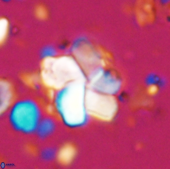 Braarudosphaera distorta 7729