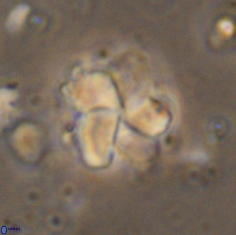 Braarudosphaera distorta 7731