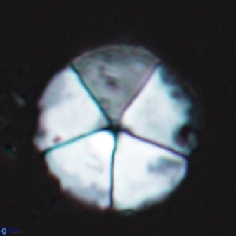 Braarudosphaera magnei 18605