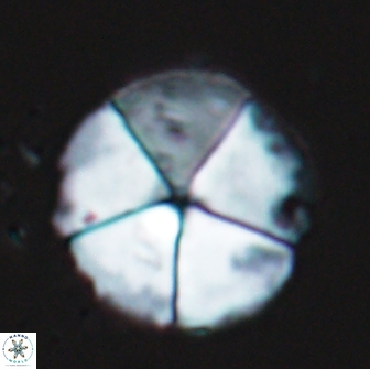 Braarudosphaera magnei 18605