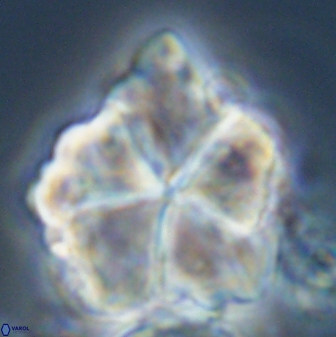Braarudosphaera neobatilliformis 22950