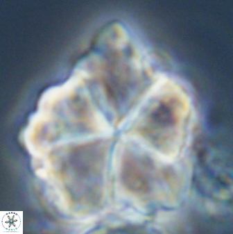 Braarudosphaera neobatilliformis 22950