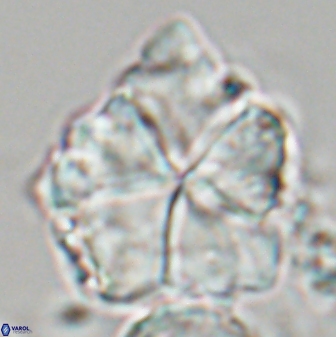 Braarudosphaera neobatilliformis 22951