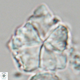 Braarudosphaera neobatilliformis 22951