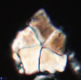 Braarudosphaera neobatilliformis 22952
