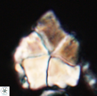 Braarudosphaera neobatilliformis 22952