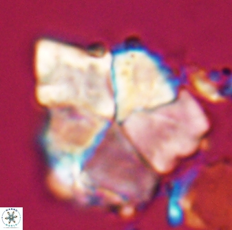 Braarudosphaera neobatilliformis 22954