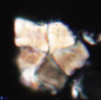Braarudosphaera neobatilliformis 22955