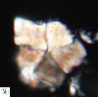 Braarudosphaera neobatilliformis 22955