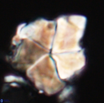 Braarudosphaera neobatilliformis 22956