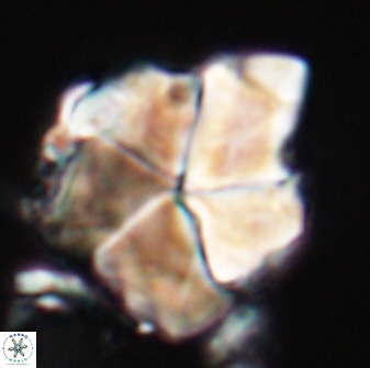 Braarudosphaera neobatilliformis 22956