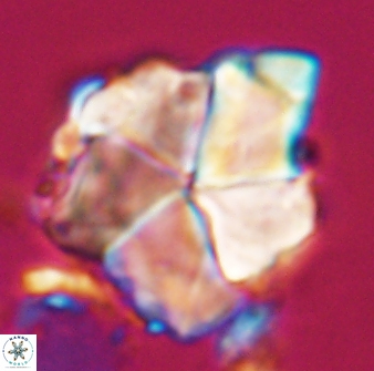 Braarudosphaera neobatilliformis 22957