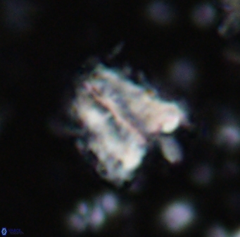 Braarudosphaera sp 3 3428