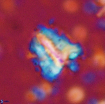 Braarudosphaera sp 3 3436