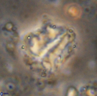 Braarudosphaera sp 3 3437