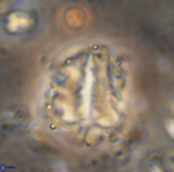 Braarudosphaera sp 3 3438