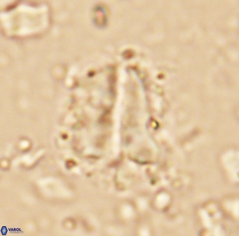 Braarudosphaera sp 3 3439