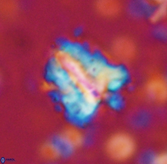 Braarudosphaera sp 3 3430