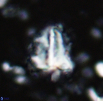 Braarudosphaera sp 3 3432