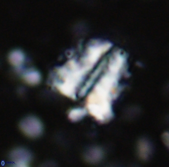 Braarudosphaera sp 3 3433