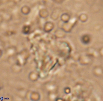 Braarudosphaera sp 1 6834