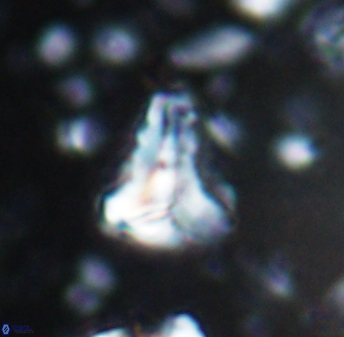 Braarudosphaera sp 1 6831