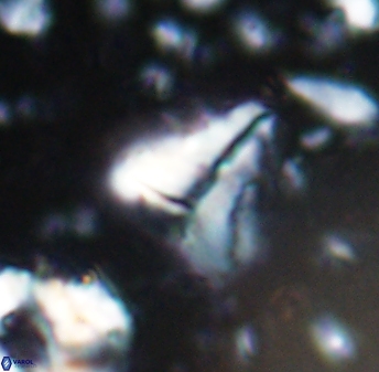 Braarudosphaera sp 1 6832