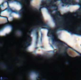 Braarudosphaera sp 2 7567