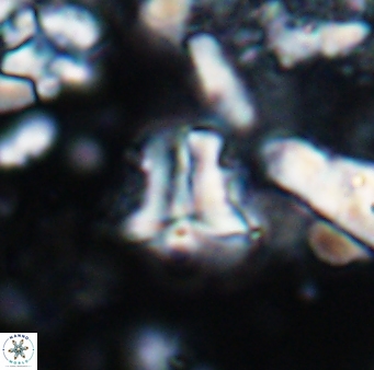 Braarudosphaera sp 2 7567