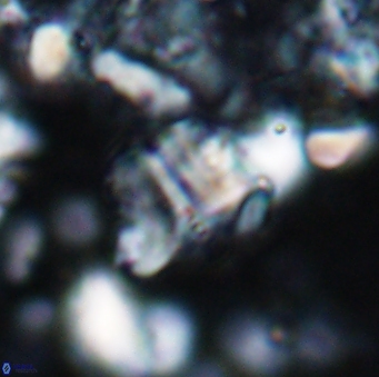 Braarudosphaera sp 2 7574