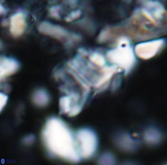 Braarudosphaera sp 2 7570