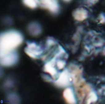 Braarudosphaera sp 2 7572