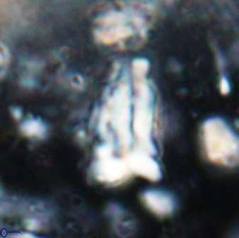 Braarudosphaera sp 4 6690